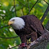 10SB0450 American Bald Eagle
